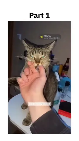 Part 1 | funny cats #funnycats #funnyanimals #funnypets #fyp #foryou #viral 