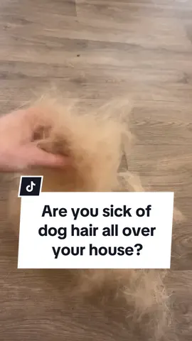 Are you sick of dog hairs all over your house? #groomingtips #dogshedding #sheddingseason #doghair #cleanhome #springcleaning #springsale #TikTokMadeMeBuylt #labrador #fyp #grooming #doggrooming #dogshedding #sheddingtool @Groomi Pet Care 