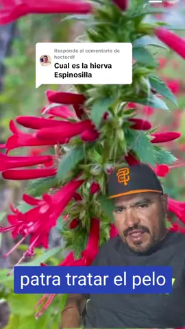 Respuesta a @hectordf #parati  #greenscreen #viral #decaída # ##problemas #depelo #viral #ezpinosilla #paratratar #pelo #