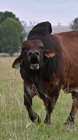 Please enjoy the bellows of BWS19-111, filmed at the Brenaissance Boran stud, Hartbeesfontein. #Boran #BoranCattle #BigBulls#Bellow