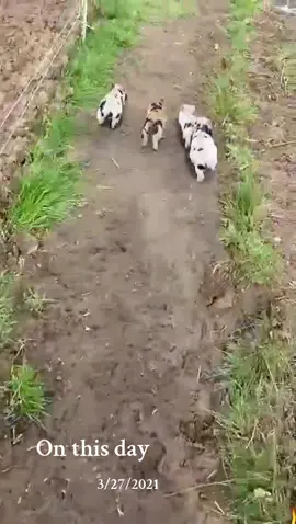 #onthisday #piglets #cute #kunekune #fastasfboi #offgridlife #offgridhomestead 