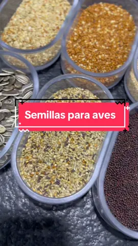 Puedes ubicarlas en todas nuestras tiendas 📍 Final de la Av. Casanova ✅ La Candelaria✅ Quinta Crespo ✅ #mascotas #semillas #aves #birds #agaponis 