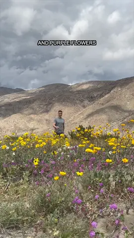 California’s Largest State Park is Blooming! #superbloom #anzaborregodesertstatepark #anzaborrego #socal #wildflower @Kris Roman 