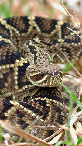 Venomous eastern diamondback rattlesnake (Crotalus adamanteus)  #snake #snakes #hot #hots #venomous #rattlesnake #rattler #edb #easterndiamondback #diamondback #sonyalpha #ocala #onf #ocalanationalforest #Outdoors #Hiking #wildlife #photography #herper #herping #herpetology 
