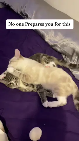 How time flies by so fast #fypシ #fyp #cat #trending #foryoupage #viral #foryoupageofficiall #catlover #fypシ゚viral #cute #rescue #shorts #catsoftiktok #pet #PetsOfTikTok #animal 