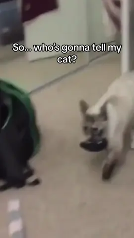 So… who’s gonna tell my cat she got the wrong mouse? Or.. is it the right one?? Looks like she caught the wrong mouse!! 🐭  . . . . #c#codingc#codingreelsp#programmingp#programmerhumorp#programmingjokess#softwaredeveloperc#codingmemesprogrammerslife