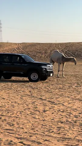 لجل عين ام القعود ولجل عين ام الحواره😍#بريده #القصيم #عبو911 #اكسبلور 