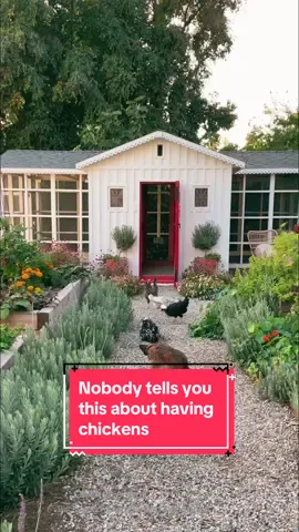 Something nobody warns you about before getting chickens: just how much of your time is going to be spent sitting in the garden with a cocktail watching those little busybodies chickening around. And just how much you're going to freaking love it. #chickensoftiktok #drinkingwithchickens