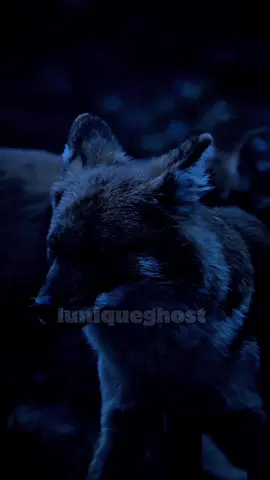 L’homme solitaire.🥷🏻🐺 #solo #citation #mindsetmotivation #citationdujour 