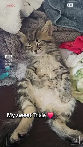 They grow so fast 😭 give me my kitty back!