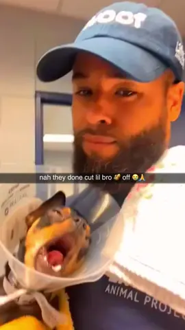 #dogsoftiktok #memes #funny #funnyvideo 
