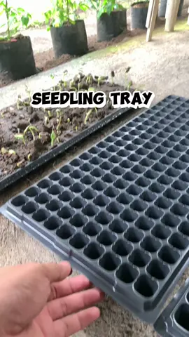 Seedling Tray  #seedlingtray #fyi #fyp #sedslingtrayplants 