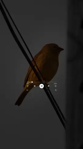 #عقاقير_هيثميه #شيفيد_الندم #هيثم_يوسف #عقاقير_هيثمية  #موسيقى #موسيقى_فقط  #نشوان_طلال #تسعينات_عراقية  #هيثم_يوسف_شيفيد_الندم 