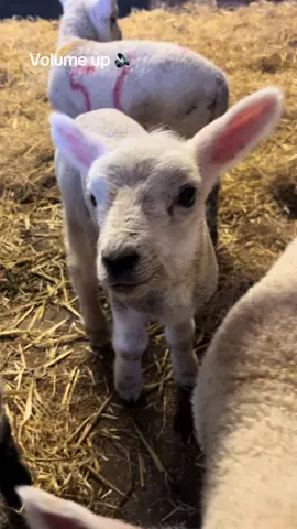 Cutest bleat you will ever hear 🥰 #sheep #lamb #lambing #cute #animal #pet #viral #fyp #foryou 