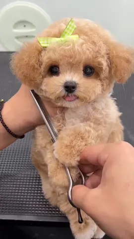 Cute puppy dog #cutepet #puppylovers #doggy #usa_tiktok #viralvideo #fyp #foryoupageoffical 