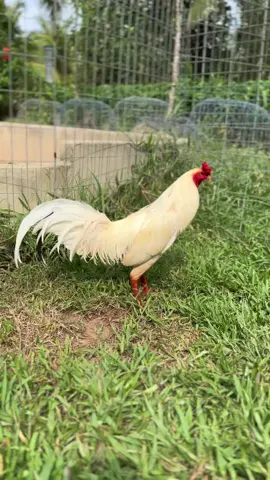 Bướm 3kg1 ae hop nhãn hú em.