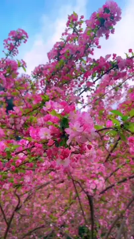 #flowers #scenery #garden 💖🌺🌺🌸❤️‍🩹❤️‍🩹❤️❤️‍🔥❤️🌺🌸🌸💐💝🌺🌹🌹🧡💐