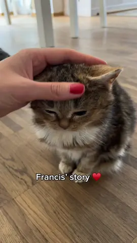 Yep, making this video made me cry 🥹♥️ #cat #cats #catsoftiktok #catlover #cattok #catvideo #catvideosontiktok #catvideos #viralvideo #trending #tiktok #fypシ #fyp #fypシ゚viral #foryoupage #funnycats #funnycat #Love #francisthecat #tiktokdeutschland #katze #katzen #uk #germany #unitedstates #usa #fröhlicheeiertage 
