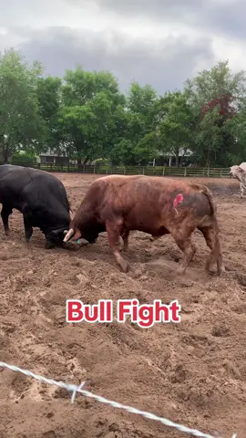 Morning workout routine for the boys; bit of a wrestling match. #southernlegendcattleco #americanbuckingbulls #buckingbullsoftiktok #buckingbulls #abbi #bullriding #rodeo #knightsfeed #boyswillbeboys #realheavyweights #heavyweight 