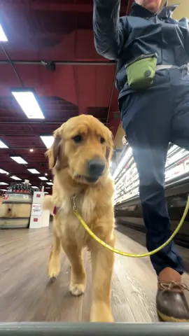 Merch?  #pet #pets #petstagram #petsofinstagram #petsofig #puppy #puppylove #puppylife #puppygram #puppyoftheday #puppyofinstagram #puppies #puppiesofinstagram #puppiesofig #puppiesofinsta #dog #dogsofinstagram #dogs #dogoftheday #doglover #retriever #retrieveroftheday #retrieverpuppy #retrieverpuppies #retrieveraddiction #goldenretriever #goldenretrievers #goldenretrieversofinstagram #goldenretrieverpuppy