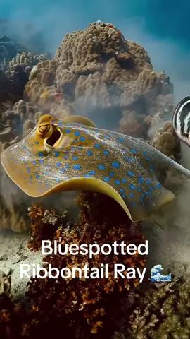 Bluespotted Ribbontail Rays are arguably one of the most beautiful stingrays in the ocean 🌊 🪸 These stingrays are prevalent among the diverse stingray population in the Indo-Pacific reefs. Their distinctive appearance, featuring an array of vibrant blue spots on their yellowish-brown dorsal surface and dual blue stripes along their tails, serves as a striking warning of their venomous capabilities. Equipped with venomous spines along their lengthy tails, they effectively fend off predators such as the hammerhead shark. Although their venom is potent enough to deter threats, it poses minimal danger to humans. With a preference for solitude, these rays navigate their habitat while actively avoiding conflicts.  In the video, a Red Breasted Wrasse can be seen hunting for crustaceans left behind by the stingray🤩  Stunning capture by 🎥: Kyle Powers Photography  📍Koh Tao, Thailand #stingray #scuba #divingphotography #underwaterlife #macro #uwphotography 