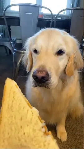 funny dogs Comp 🤣🐶 episode 213 #funny #pet #animals #funnyanimals #fyp #foryou #dog #dogsoftiktok #funnyvideos #🤣🤣🤣 #doglovers #funnydog 