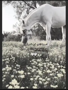 #الافلاججシ_الخرجج📮 #الكويت🇰🇼 #جيرتت📮  شيله الريم🤍🤍.