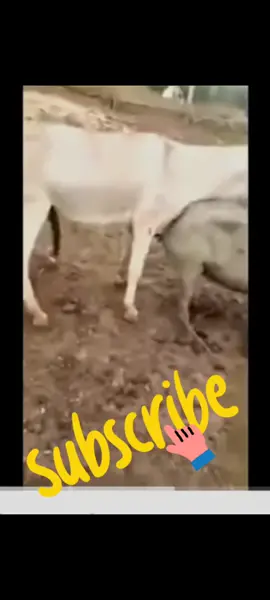 حمار مع خنزير 😱😱 A strange case of a donkey with a pig @The world🌍 of animals🦓 @The world🌍 of animals🦓 @The world🌍 of animals🦓 #animal_world #fypシ゚viral 