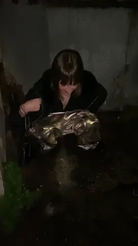 the tiger #fyp #erasmus #napoli