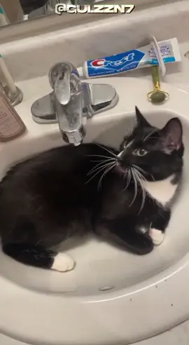 Gatinhos e suas corzinhas. #gatos #animais #pets #curiosidades #felinos 