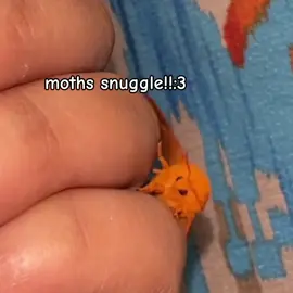 Aww #moth #moths #cute #snuggle 