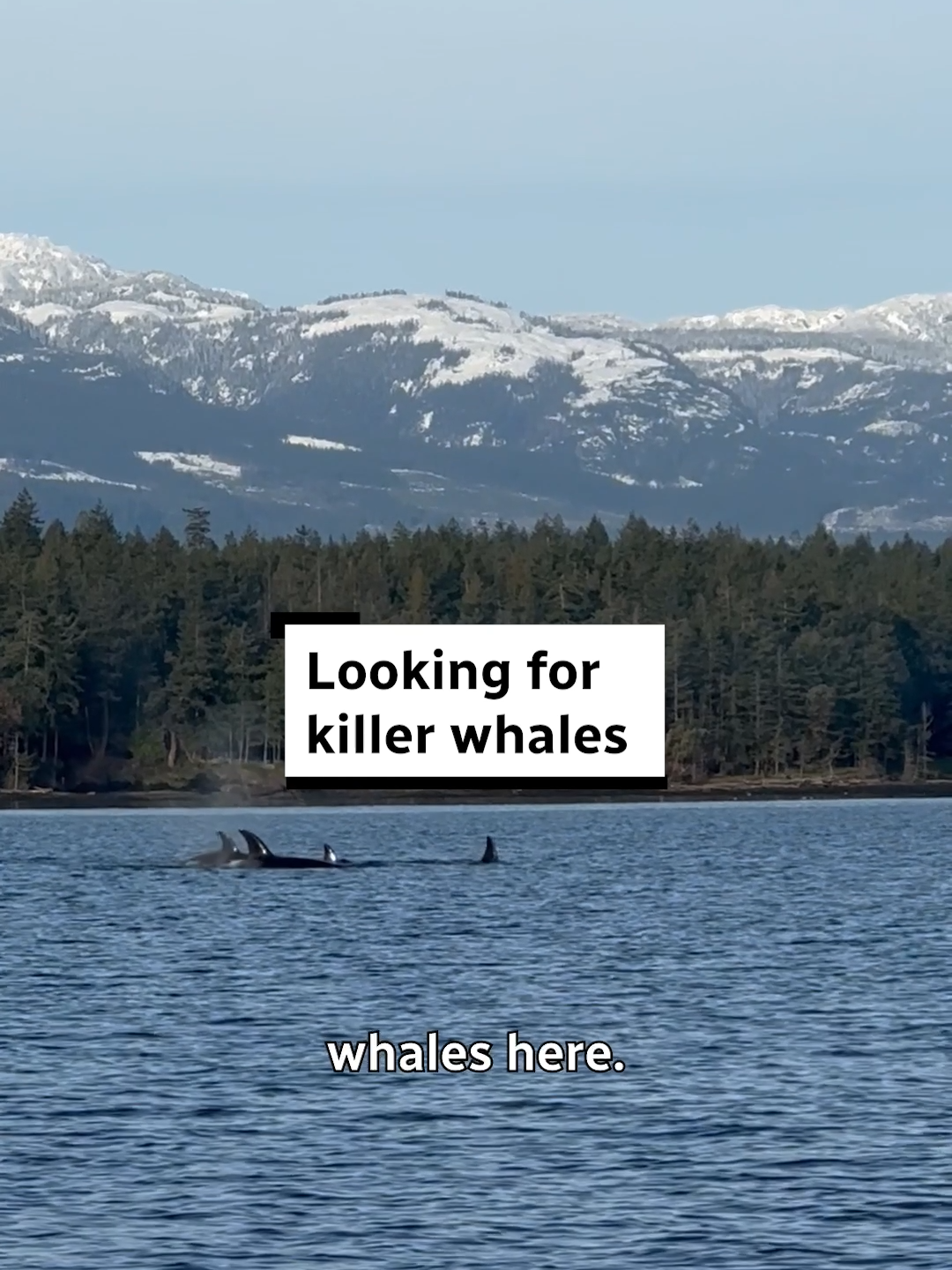 Come with CBC’s Georgie Smyth — on an assignment for The National — to learn how researchers are trying to develop new, non-invasive ways to study critically endangered killer whales.  Normally researchers need to get a sample of a whale’s blubber, but this team is testing what they can learn from studying the water around a whale — a technique called environmental DNA (or eDNA). #britishcolumbia #killerwhales #whales