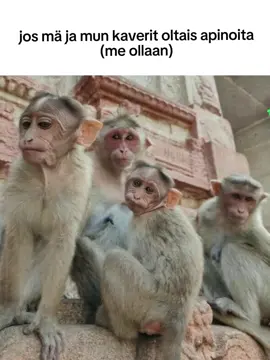 huom! en hauku ketään tällä videolla!