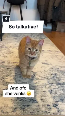 Orange kitty or orange monkey? 🍊🐒 #orangecatbehavior #catsoftiktok #cattok #meow #catsounds