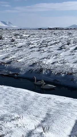 🦢 #fromthestartlaufey #fromthestartlaufey 