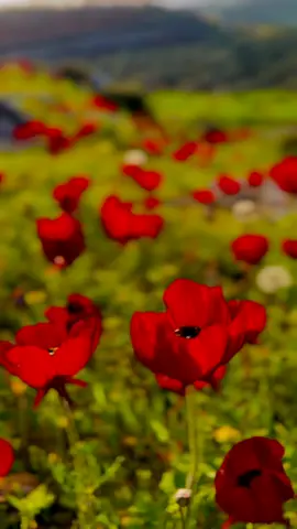 مصباح الجمعة اكثرو من الصلاة على النبي 💚🍁❤️🌸🌷#مجرد_ذووقツ🖤🎼 #تصويري📸 #اجواء_الربيع_مشاء_الله_تبارك_الله #ريف_ادلب 