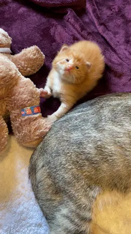 The best muma there ever was 🥺 #kitten #kittensoftiktok #baby #mom #mama #cat #catsoftiktok #cats #Love #cattok #fy #fyp #waitforit #orangecat #longhair #kitty #wife #animals #rescue 
