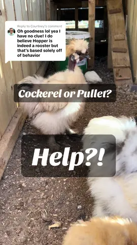 Replying to @Courtney @Courtney maybe you can tell 😆 #likeandfollow #chickenlovers #raisingchickens 