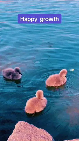 The happy growing black swan#scenery #TikTok #fyg #music