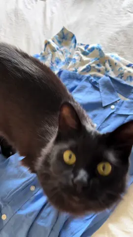 He just wanted to be part of the action 🐈‍⬛ #content #blackcat #turkishangora #resuecat #fashioncat #unboxingvideo #unboxingvideo #fashion #hm 