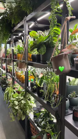 name a better combo #matcha #plants #plantstore #cafe #coffeeshop 