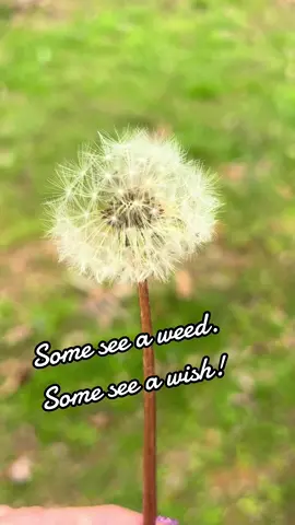 Dandelion-A weed or a wish? #wish #weed #happy #memories #sahm #momlife #yard #dandelions #dandelion 