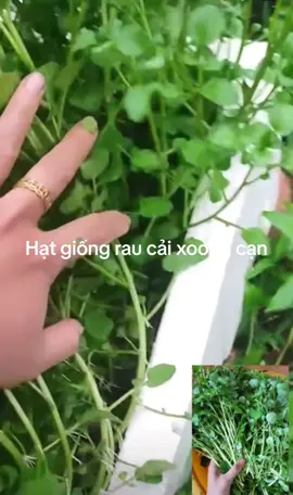 Hạt giống rau cải xoong cạn  Ăn giòn ngọn. Trồng dc chậu thùng xốp a #hatgiongcaixoongcan #giỏngaucaixoongcan #raucaixoongcan #caixoongcan 