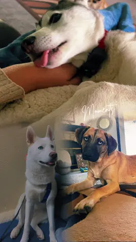 #dog #dogsoftiktok #dogtok #doggo #puppylove #puppytiktok #germanshepherd #husky #dogsofttiktok #puppiesoftiktok #pup #TrendTok #trendtokapp #fyp 