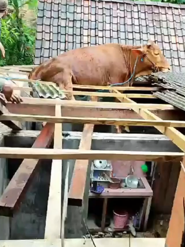 #fyp #lucu #viral #sapi #berita