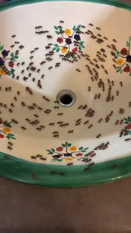 Ants run #antsrun #Ants #antscircleofthedeath #antsoftiktok #insects #insects #sink #fypp 