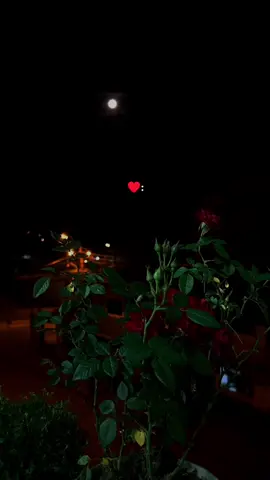 🎵 Axel - Amo #baladaspararecordar #baladas #parati #dedicar #edit #axel  #letrasdecanciones🎧🎶 #rolita #marzo #amo 