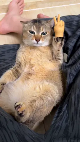 Tole Tole #kitty #cat #xuhuongtiktok #xuhuong #funnyvideo #Love #cute #trending #funny #viral 