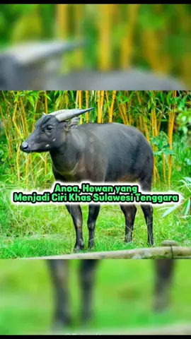 Anoa Hewan Yang Menjadi Ciri Khas Sulawesi Tenggara#kancil #fyi #fyp #fypシ #berbagiilmu #pengetahuan #faktaunik #faktamenarik #ilmu #hewanlucu #hewandidunia #sulawesitenggara 