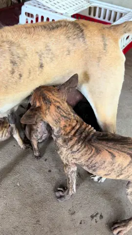 Lớn ròi ko đi làm đi giành bú dú của mấy đứa nhỏ miết#chócute #chókhôn #thucung #baby #xuhuong 